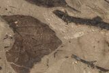 Fossil Leaf (Decodon?, Cunninghamia) Plate - BC #221162-2